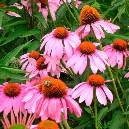 ECHINACEA