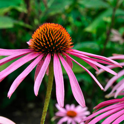 ECHINACEA