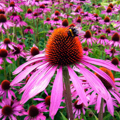 ECHINACEA