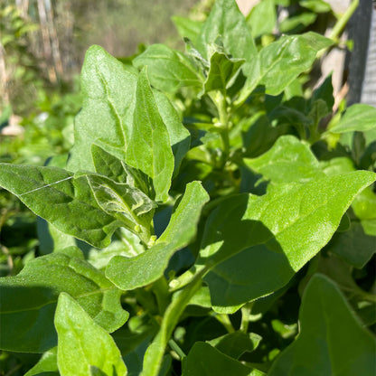 ESPINACA RASTRERA