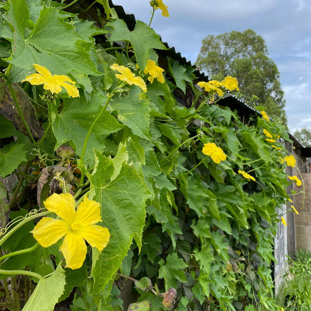 ESPONJA VEGETAL, LUFFA