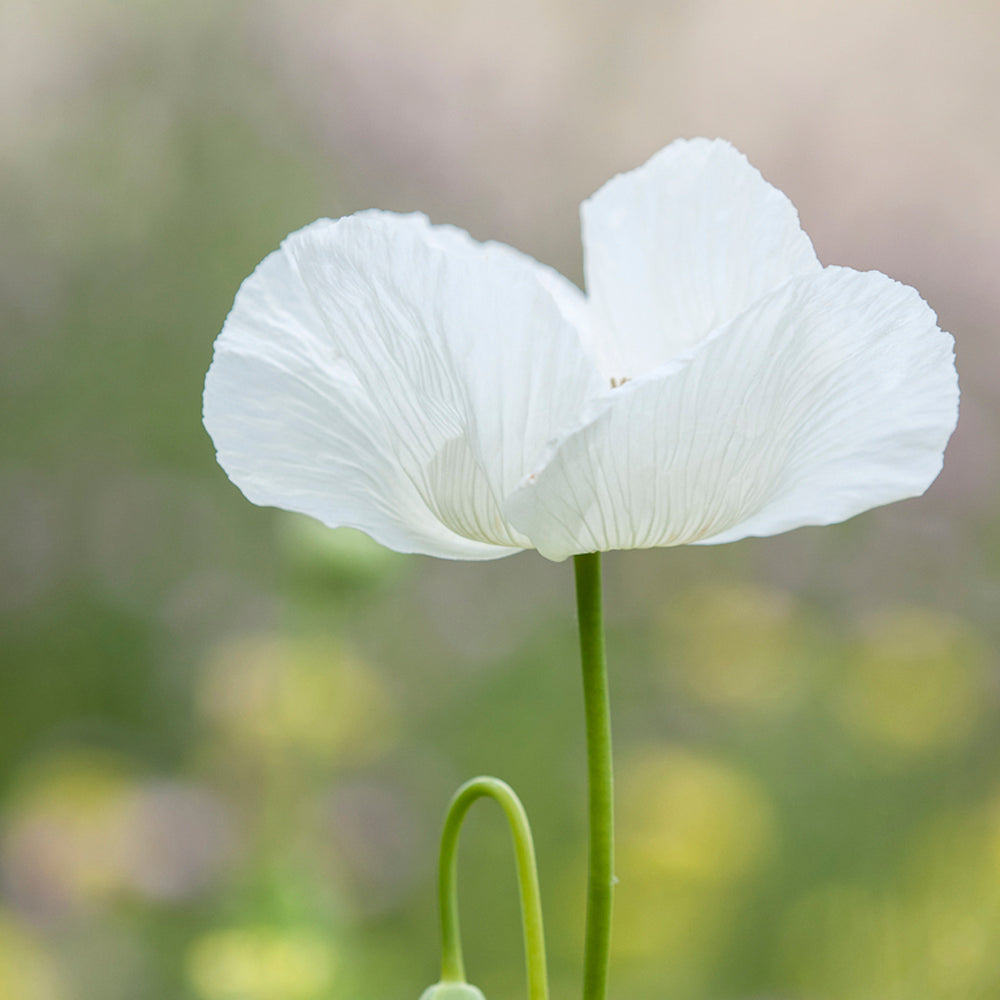 AMAPOLA, BLANCA