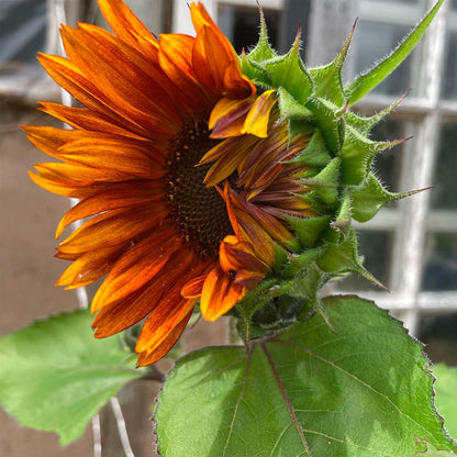 GIRASOL, AUTUMN BEAUTY