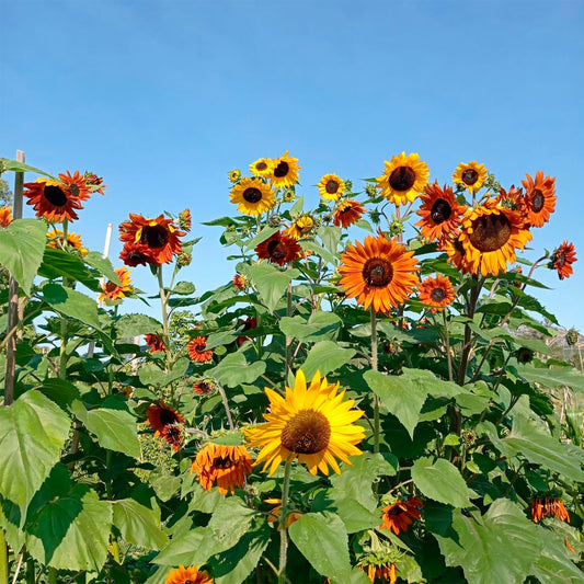 GIRASOL, AUTUMN BEAUTY