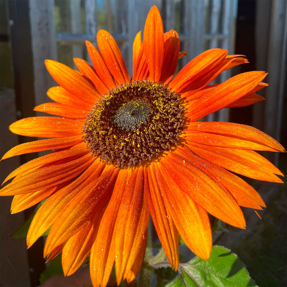 GIRASOL, AUTUMN BEAUTY