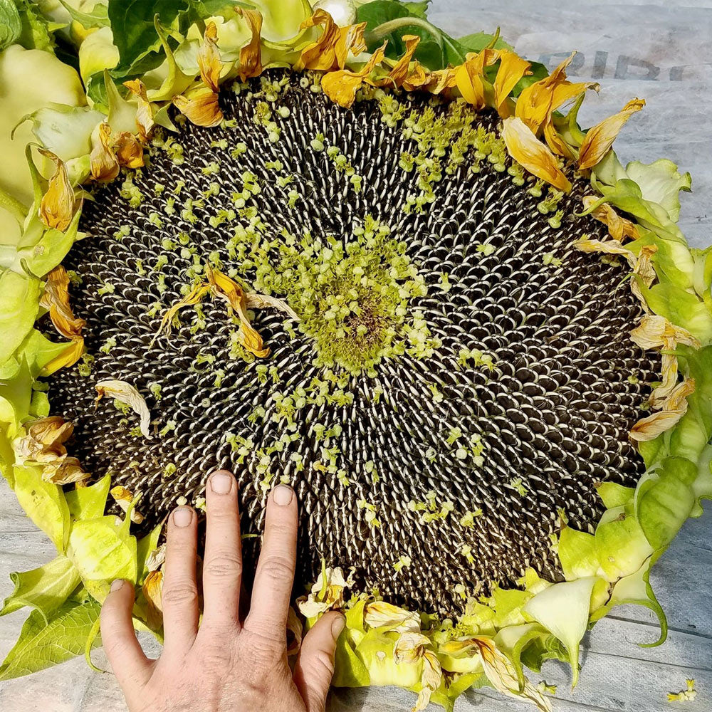 GIRASOL, GIGANTE