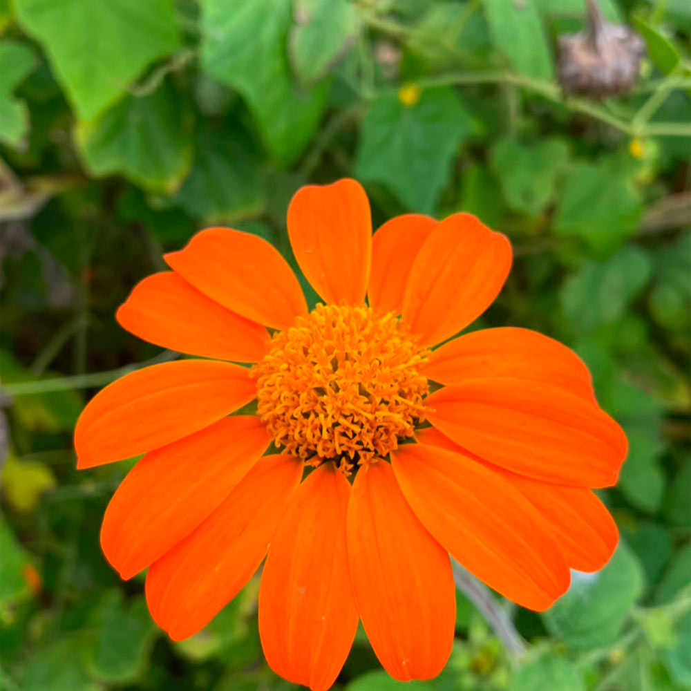 GIRASOL, MEXICANO