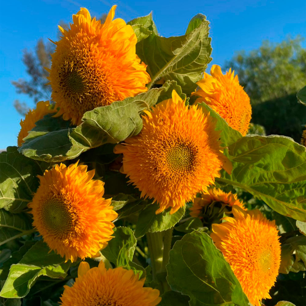 GIRASOL, TEDDY BEAR