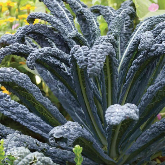 KALE, NEGRO TOSCANO