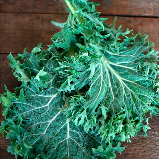 KALE, RUSO BLANCO