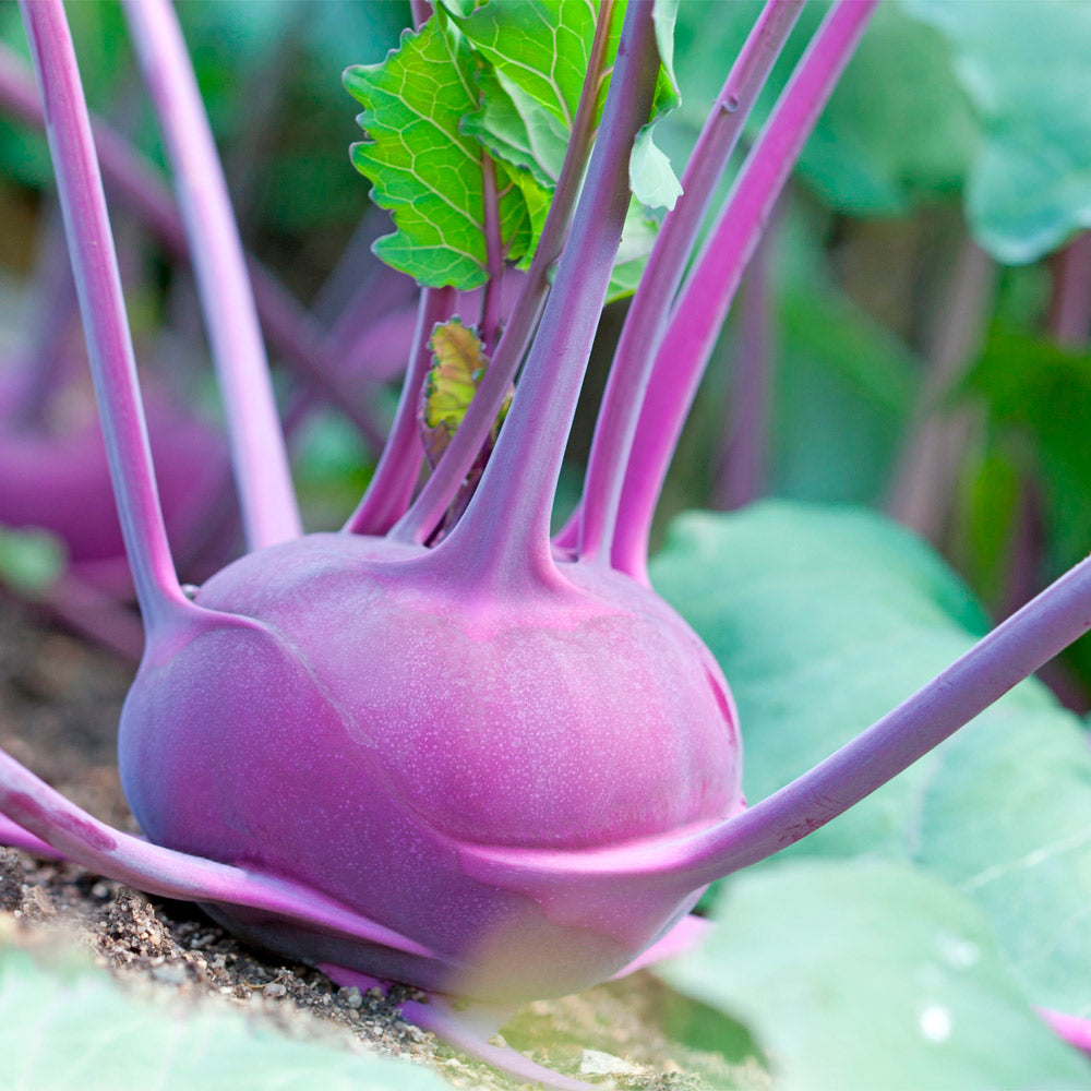 KOHL RABI