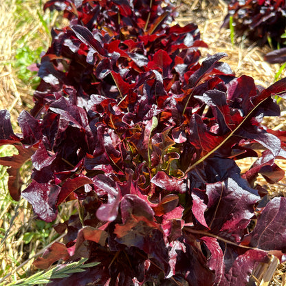 LECHUGA LUNIX