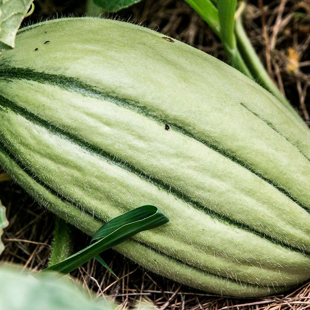 MELÓN, OLD TIME TENNESSEE