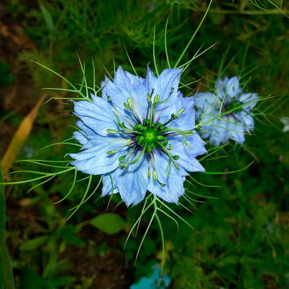 NIGELLA