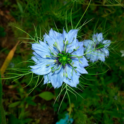 NIGELLA