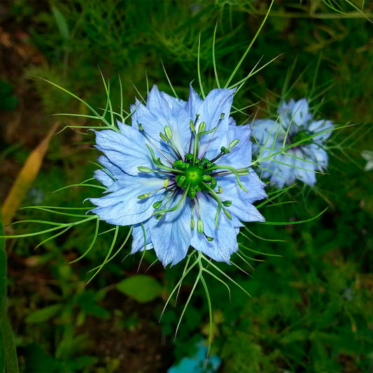 NIGELLA