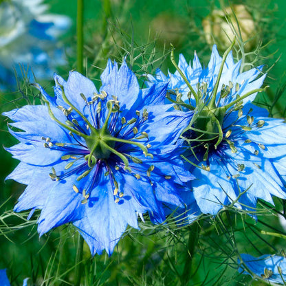 NIGELLA