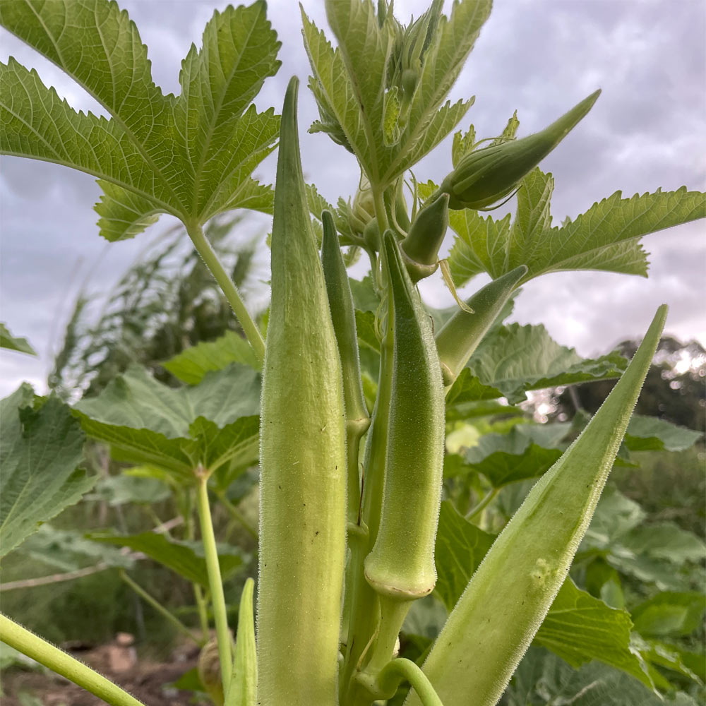 OKRA