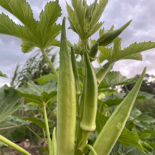 OKRA