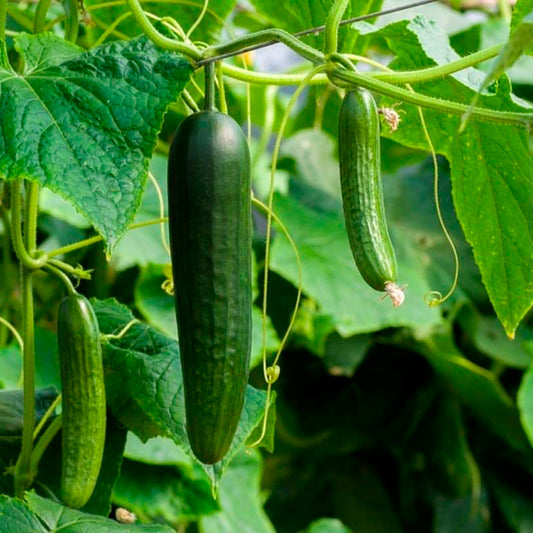 PEPINO LIBANÉS