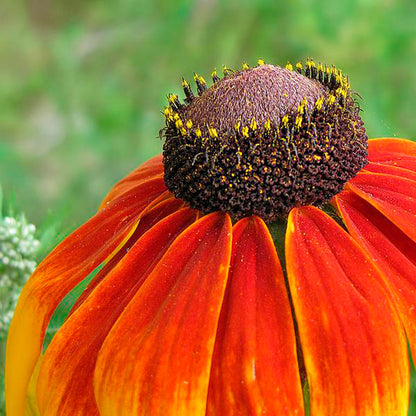 RUDBECKIA BICOLOR