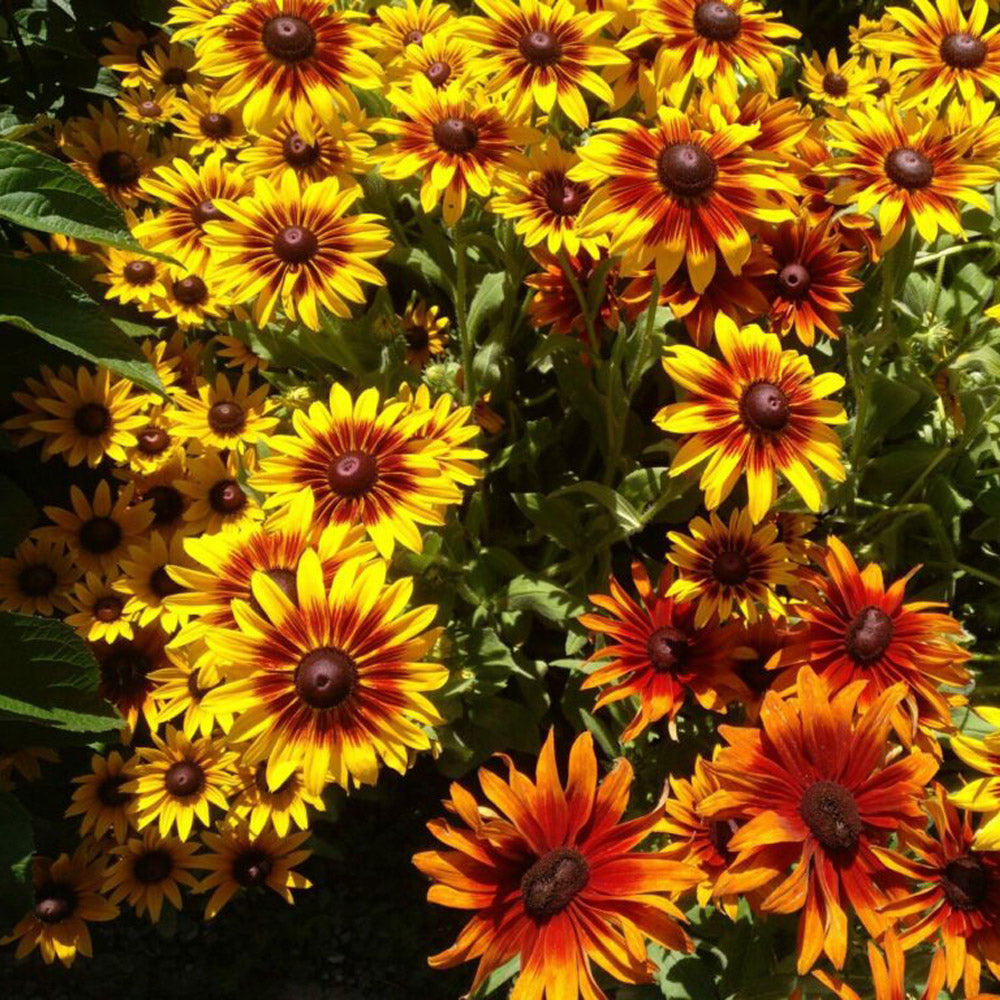 RUDBECKIA BICOLOR