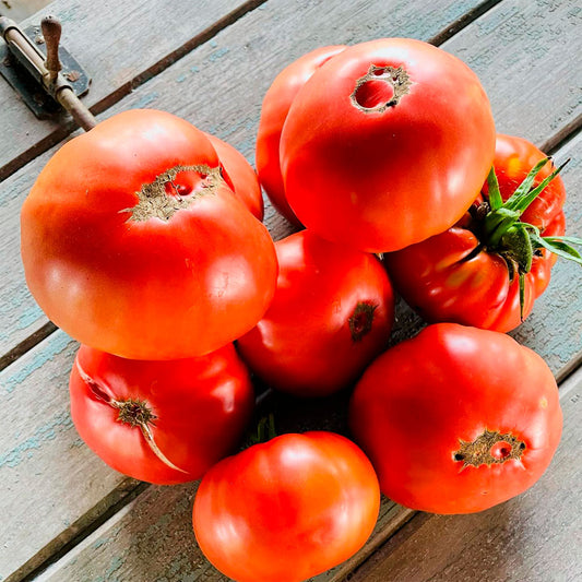 TOMATE, ARAÑA