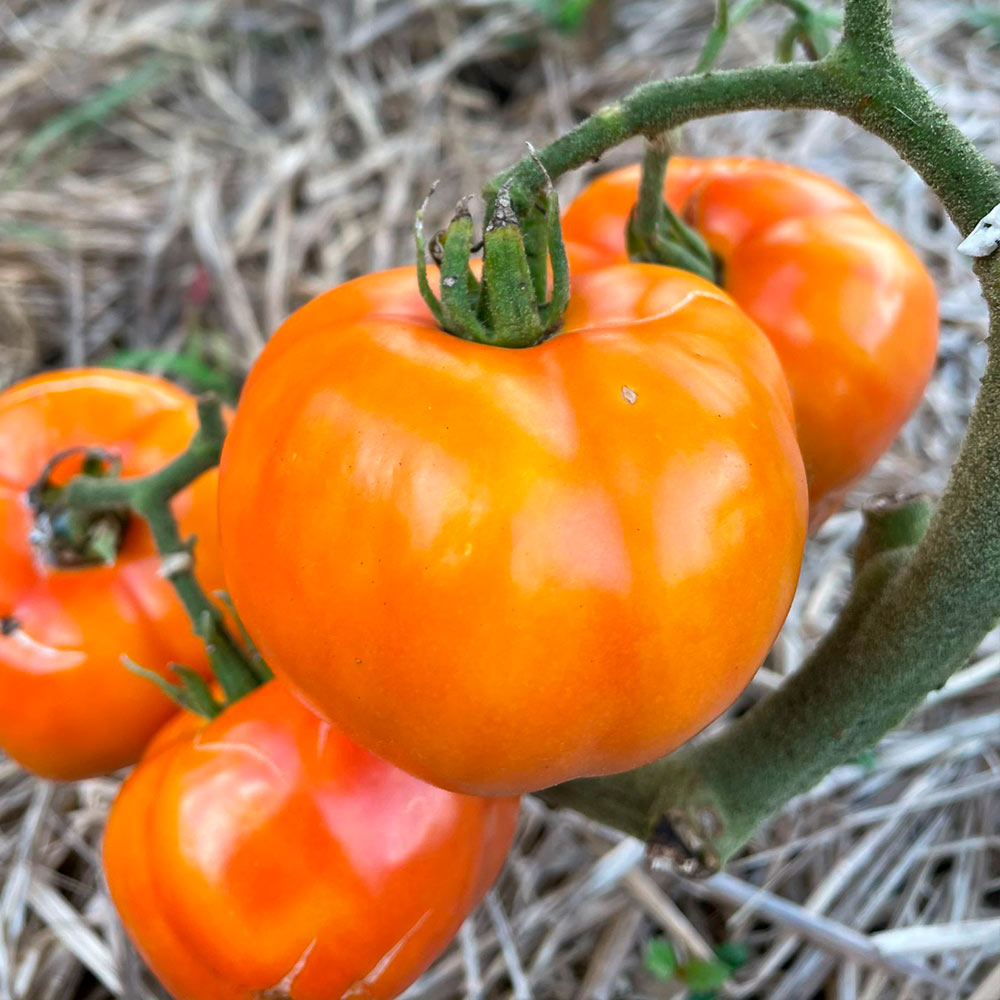 TOMATE, BIG RAINBOW