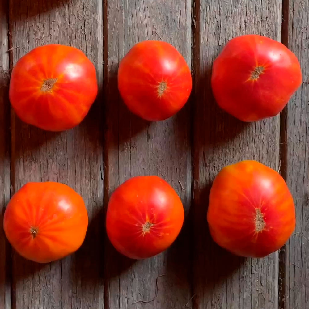 TOMATE, BIG RAINBOW