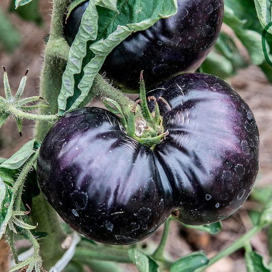 TOMATE, BLACK BEAUTY