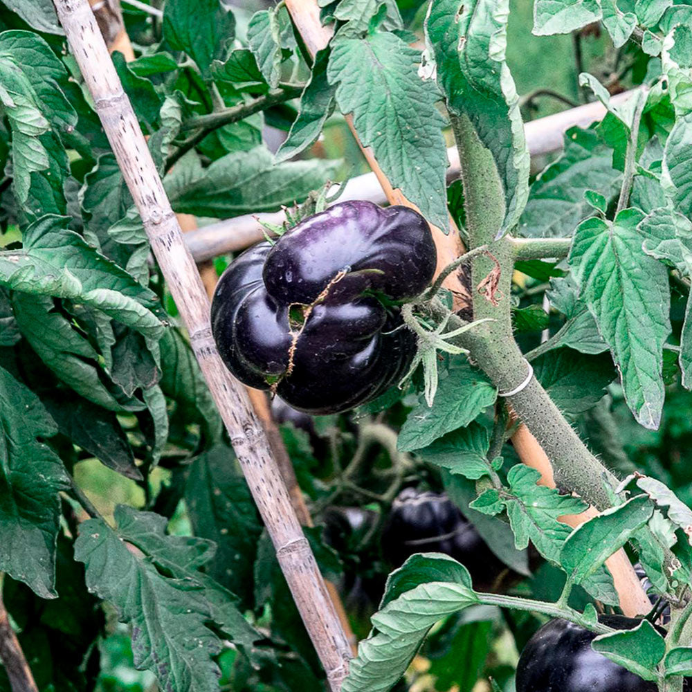 TOMATE, BLACK BEAUTY