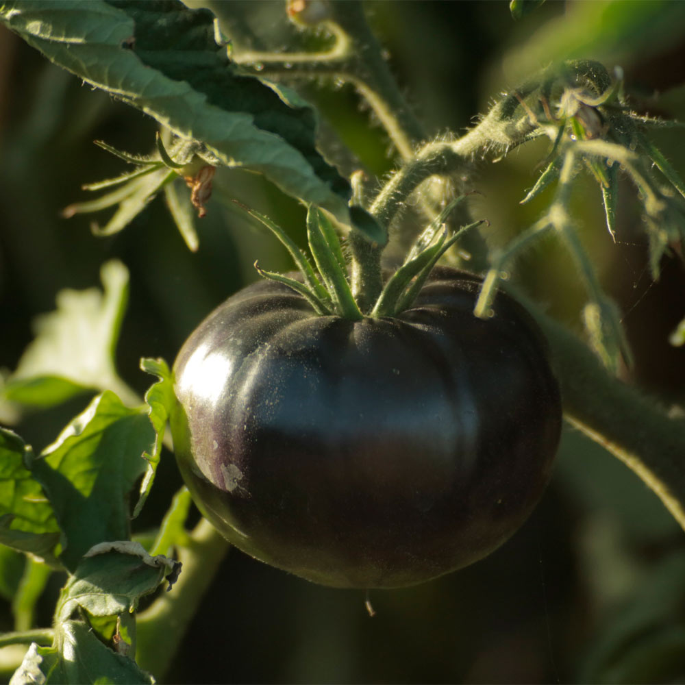 TOMATE, BLACK BEAUTY