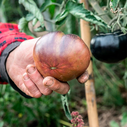 TOMATE, BLACK BEAUTY