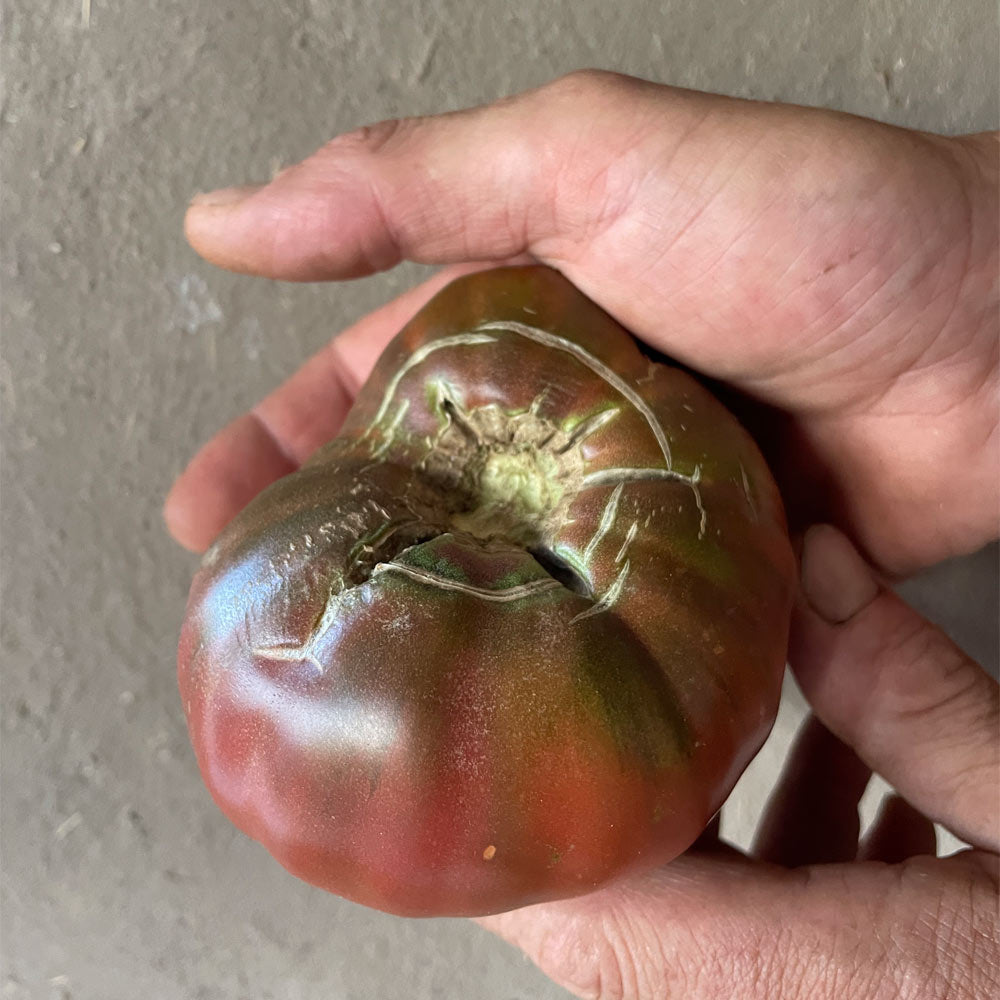 TOMATE, BLACK KRIM