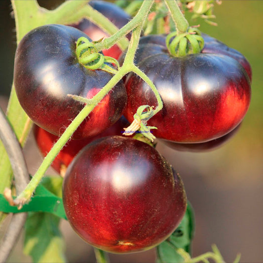 TOMATE, BLUE BEAUTY