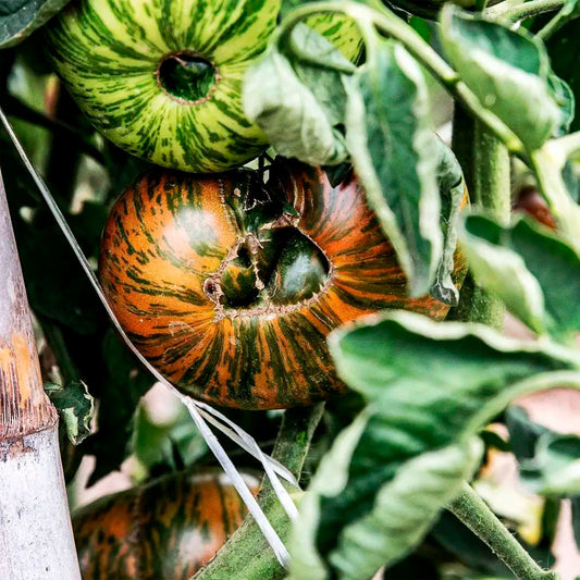 TOMATE, CHOCOLATE STRIPES