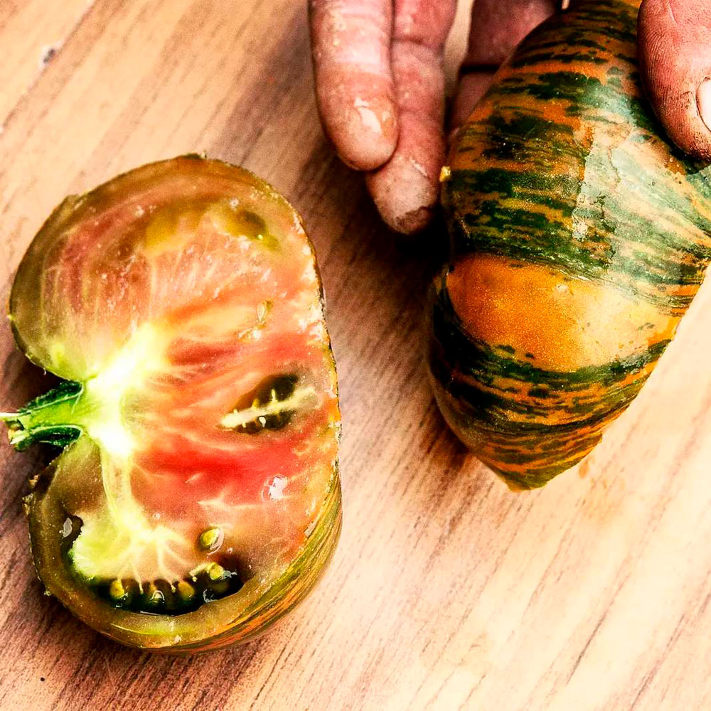 TOMATE, CHOCOLATE STRIPES