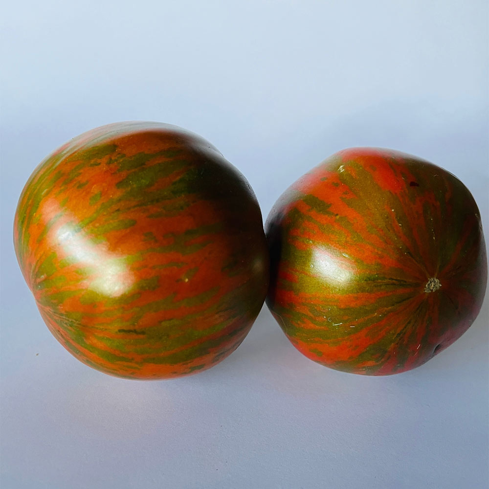 TOMATE, CHOCOLATE STRIPES