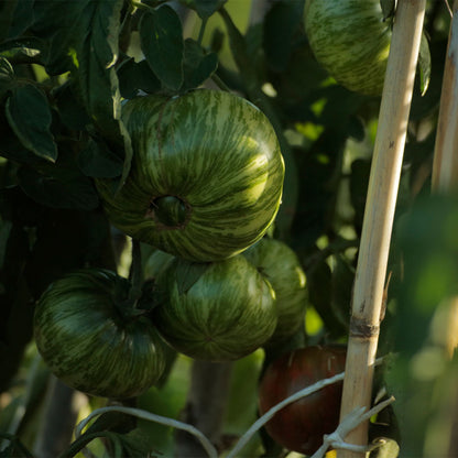 TOMATE, CHOCOLATE STRIPES