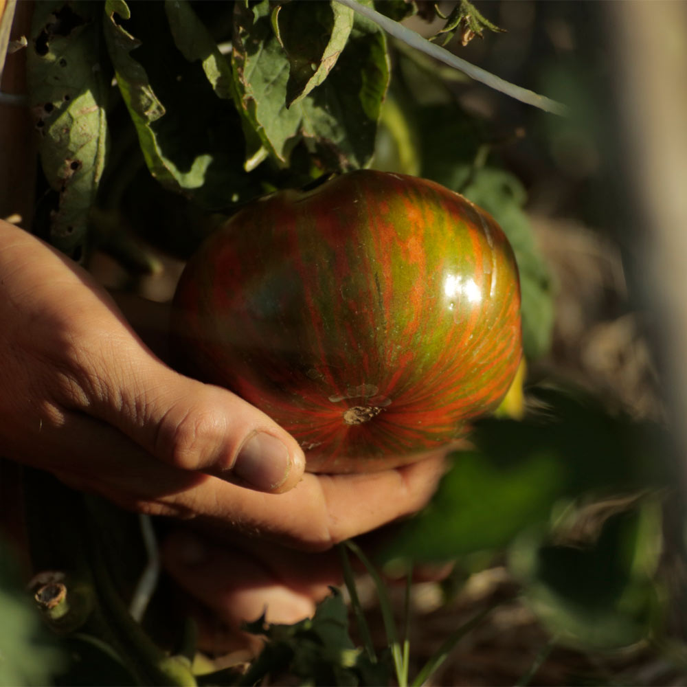 TOMATE, CHOCOLATE STRIPES