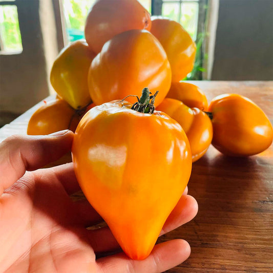 TOMATE, CORAZÓN AMARILLO