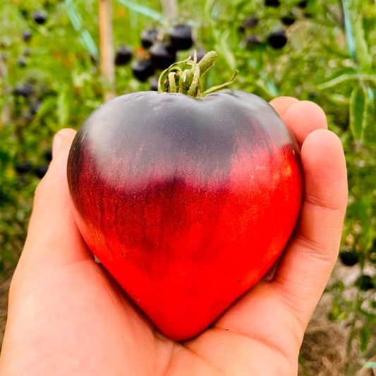 TOMATE, CORAZÓN NEGRO