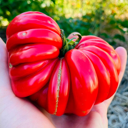 TOMATE, MUSHROOM BASKET