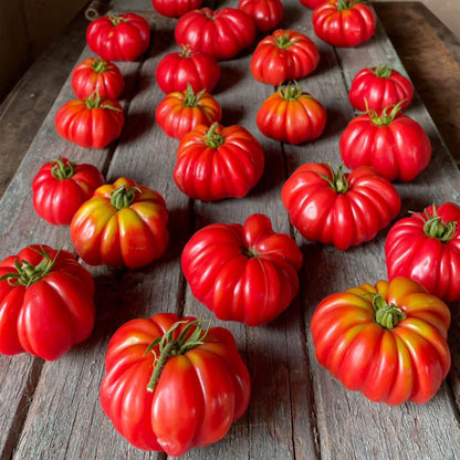 TOMATE, MUSHROOM BASKET