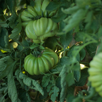 TOMATE, MUSHROOM BASKET