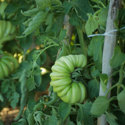 TOMATE, MUSHROOM BASKET