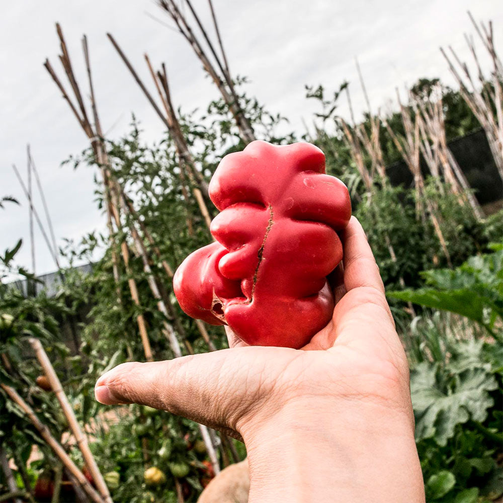 TOMATE, TLACOLULA