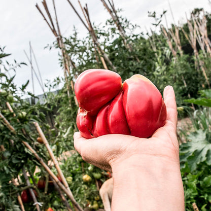 TOMATE, TLACOLULA