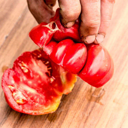 TOMATE, TLACOLULA