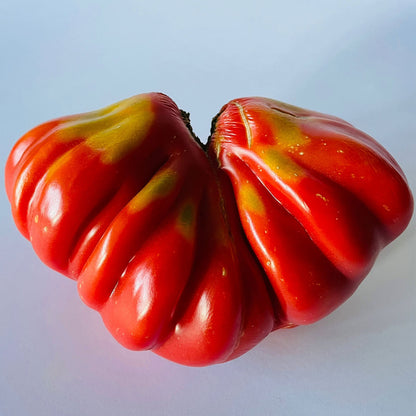 TOMATE, TLACOLULA